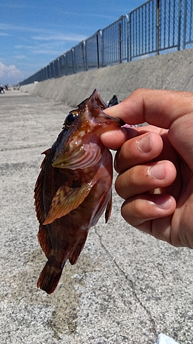 ガシラの釣果