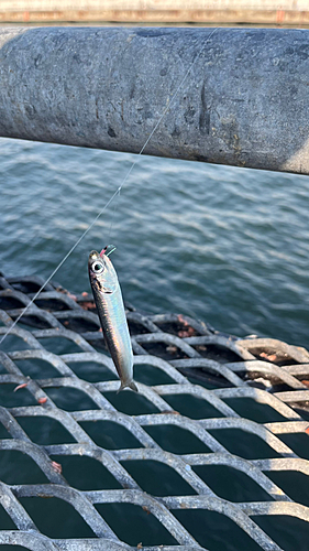 カタクチイワシの釣果