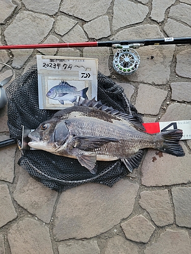 チヌの釣果