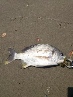 キビレの釣果