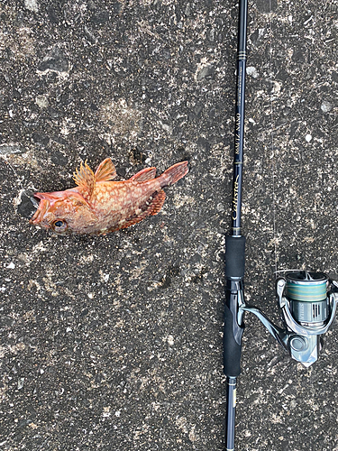 アラカブの釣果