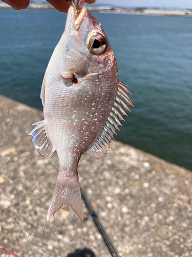 チャリコの釣果