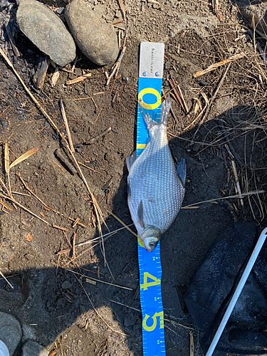 ダントウボウの釣果