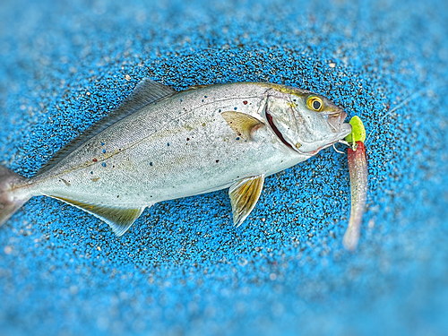 ショゴの釣果