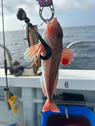 カナガシラの釣果