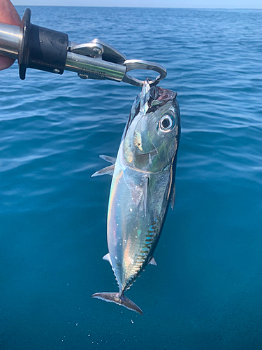 ソウダガツオの釣果