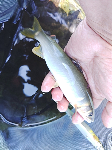 アユの釣果