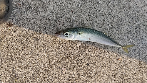 マサバの釣果