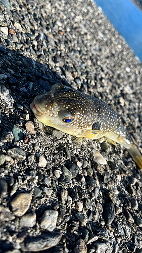 クサフグの釣果