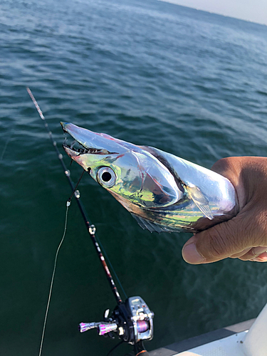 タチウオの釣果