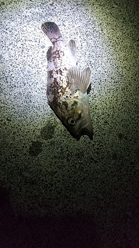 クロソイの釣果