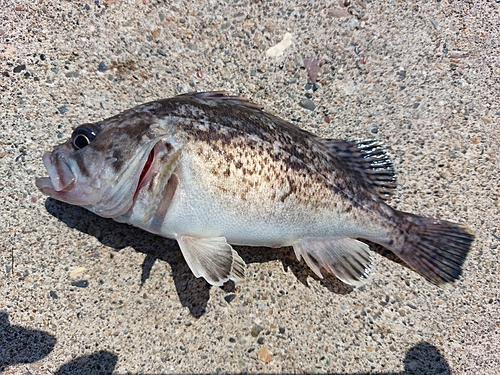 クロソイの釣果