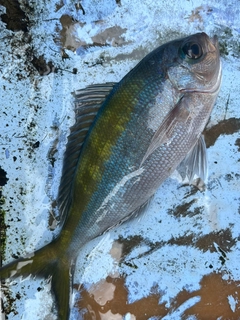 ウメイロの釣果