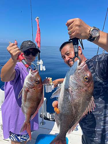 マダイの釣果