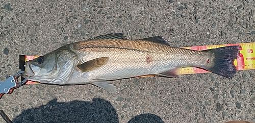 シーバスの釣果