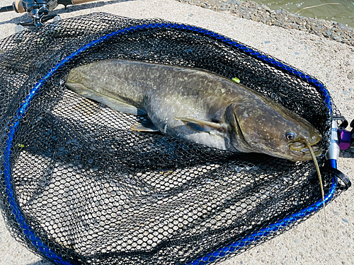 ナマズの釣果