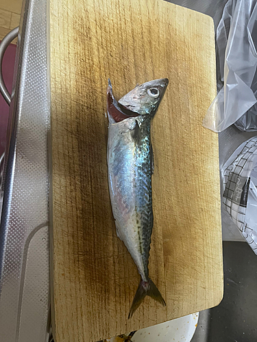 サバの釣果