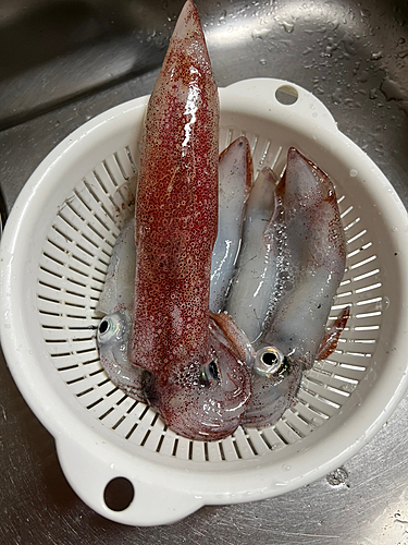 ケンサキイカの釣果