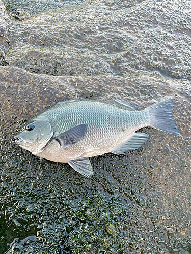 クロの釣果