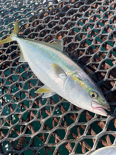 ハマチの釣果