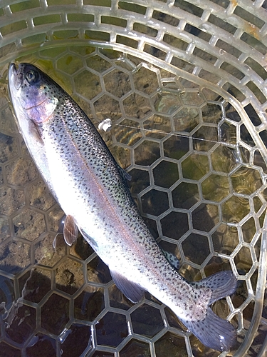 ニジマスの釣果