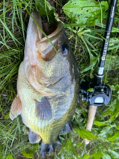 ブラックバスの釣果