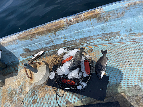 クロダイの釣果