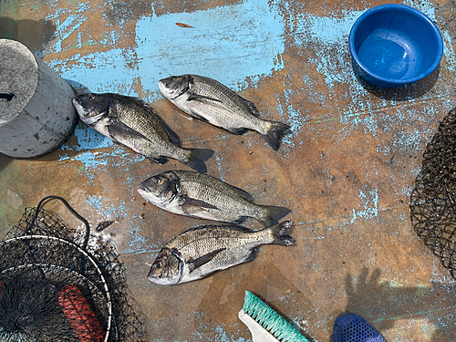 クロダイの釣果