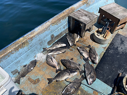 クロダイの釣果