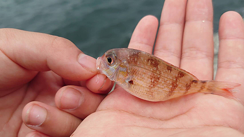 チャリコの釣果