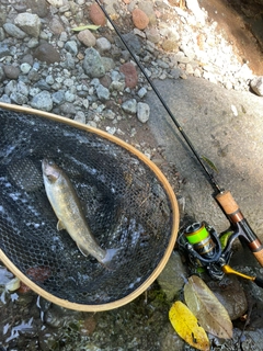 イワナの釣果