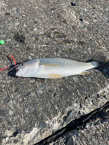 イシモチの釣果