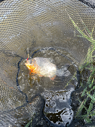 コロソマの釣果