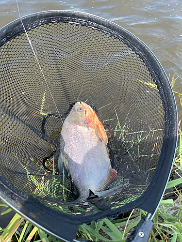 コロソマの釣果