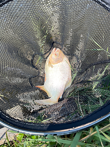 コロソマの釣果