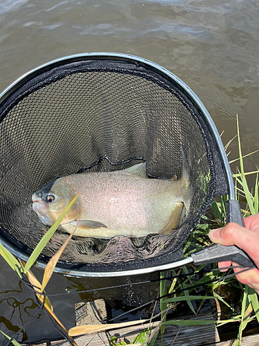 コロソマの釣果