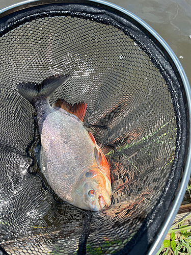 コロソマの釣果