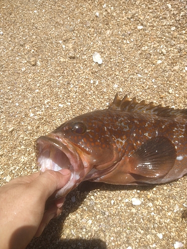 キジハタの釣果