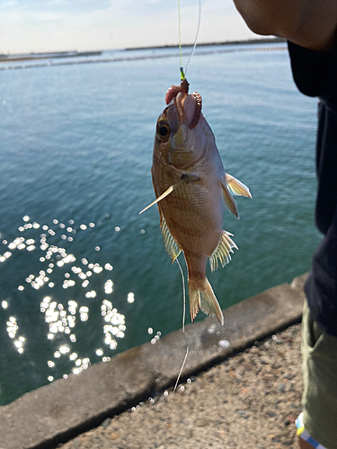 チャリコの釣果