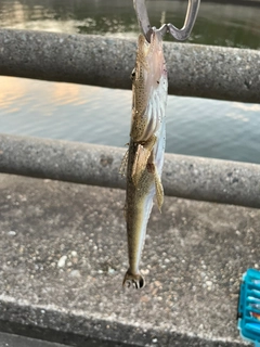 マゴチの釣果