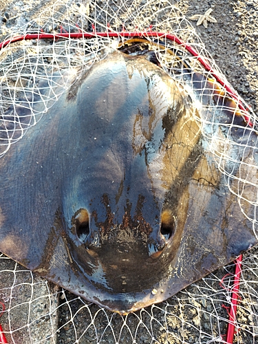 アカエイの釣果