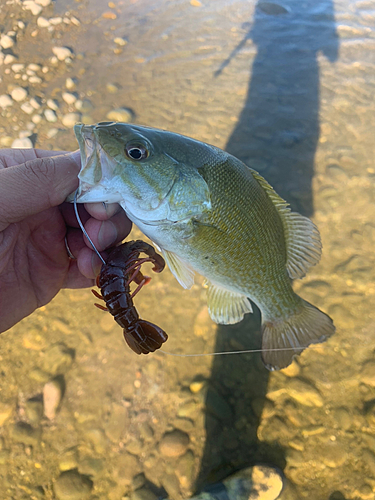 スモールマウスバスの釣果