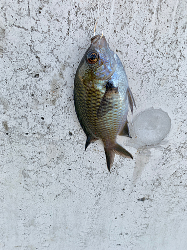 スズメダイの釣果