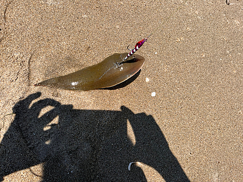 マゴチの釣果