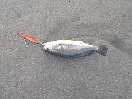 イシモチの釣果