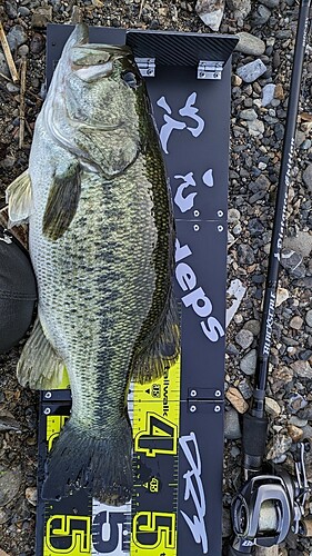 ブラックバスの釣果