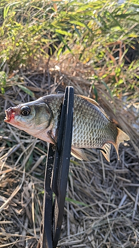 フナの釣果