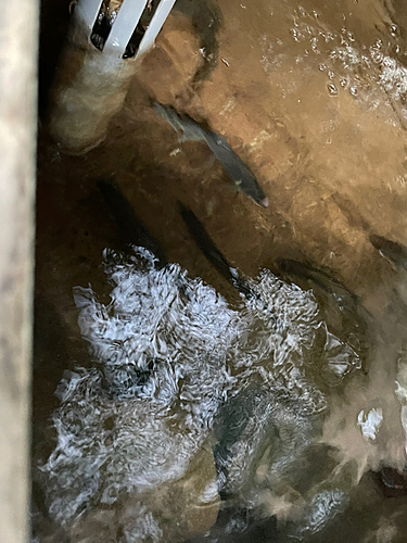 アユの釣果