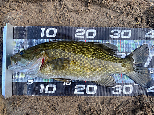 スモールマウスバスの釣果