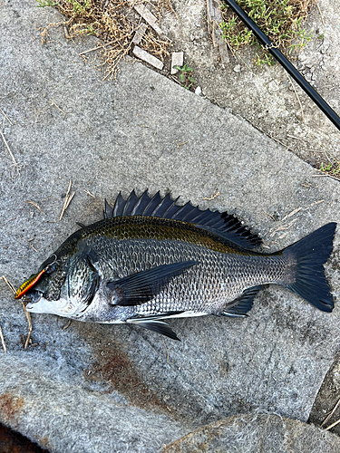 クロダイの釣果